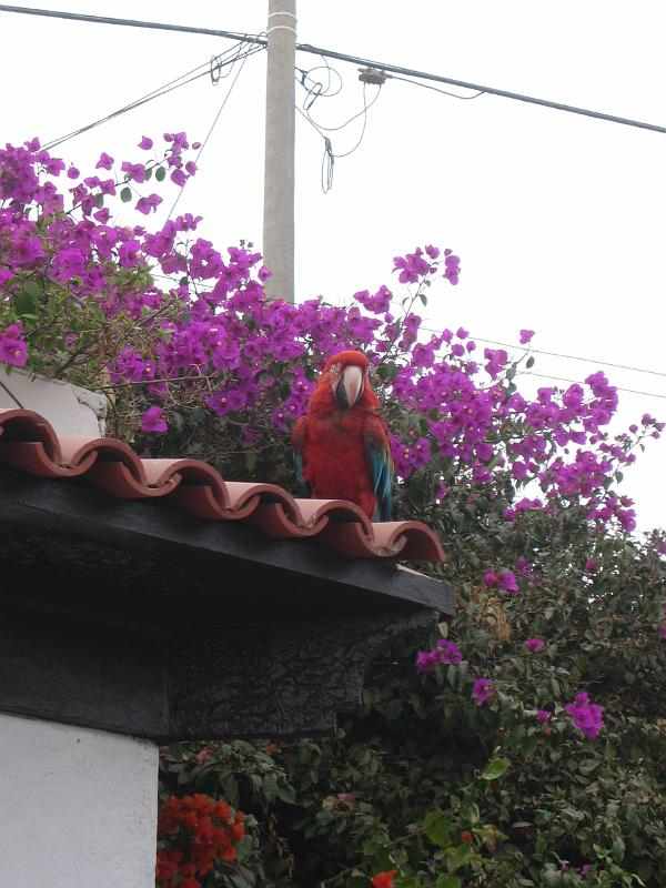 Peru 0183